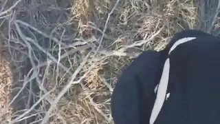 Step Sister sex in the forest