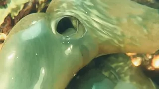 Qoc & Gifdoozer Intense anal sex delicious hot big ass swallowing huge tasty cock dripping with cum intense hard sex tasty sweet