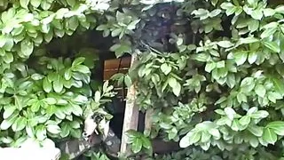 Rodolfo Babilonia e le Troie Amatoriali Vol.2 - Episode 5