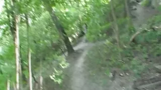 2 tails for straight in the forest