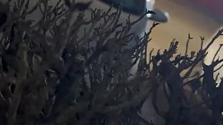 Nudity in a public place