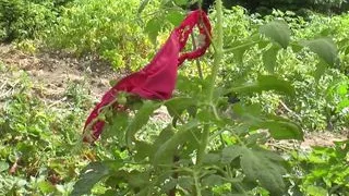 Great Anal in the Garden