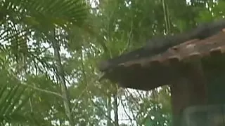 Retro lesbian girls finger each other and eat their hair pussies at a private pool