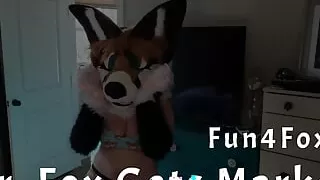 The Vixen marks her Mate with urine and pheromones