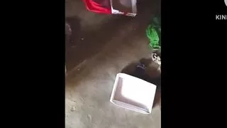 cock in the wrong hole