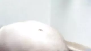 Korean gay fat nude exercise at home