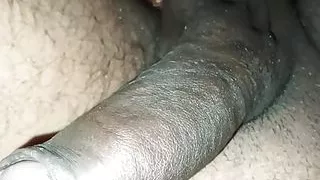 Indian cock