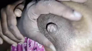 Indian Udobudocouple Kissing