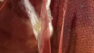 Swallow her nylon cum