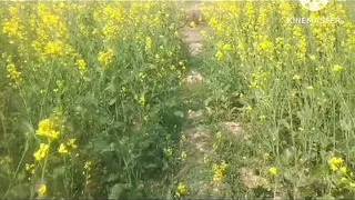 Manoj mutth marwate huye pakda gaya