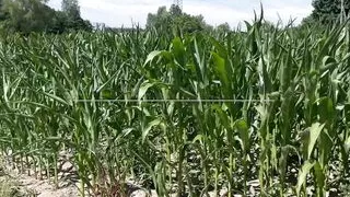 Scandal at the trucker service area