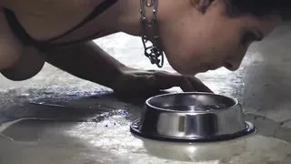 Petplay - the perverted doggy show