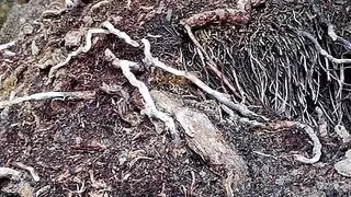 Fucked my pussy with icescicle