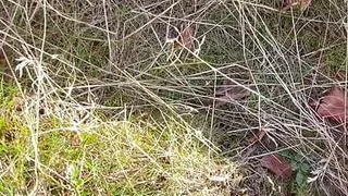 milf peeing out side , outdoor peeing