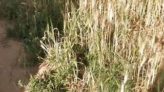 Desi bhabhi ki khet mein...