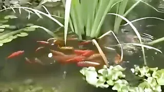 Sexy European Pornstar Nikky Blond Giving Oral Sex