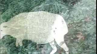 Sexy slut in glasses gets her asshole filled with a cock then stud gives facial