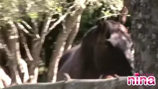 Lesbian Nina Natural tits and Tease Outdoor