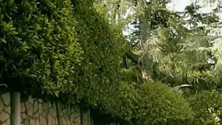 Classic lesbian scene with blonde and redhead fucking outdoors with a strap on