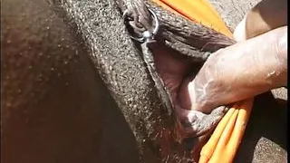 Excellent ebony babes are getting their pussies licked by black men outdoors