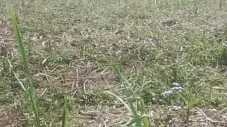 Jungal m lund nikal kar ghuma