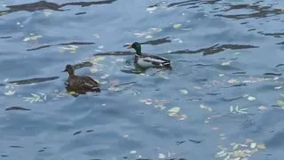 Lustful Young Couple Screwing