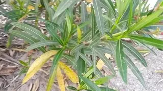 Jungle Mein Kiya Tapa Tap Desi Bhabhi