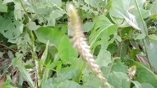 Bangla girl voice sex video