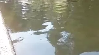 ludosafadinhaa video