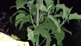 ???? Outdoor Desi Hot Bhabhi Big sexy ass