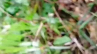 Assam virgin girls fuck wite friend in outdoor