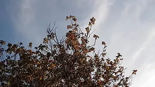 I jerked off my neighbor's pussy in the village, and she licked it for me - Lesbian-illusion