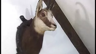 Small titted German lady in stockings and two cocks in hardcore action