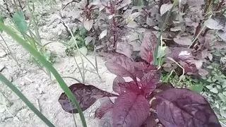 On a rainy night, the elder stepbrother gave sex Bangla hot choti golpo