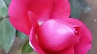 Choti Golpo - Kolkata Desi Ma ne apni Beta ko shta kya kand - Indian Sex Story