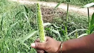 Sex with Sumitha Hottest Fuck with Outdoor Farmer Area with Her Neighbour Boy Friend