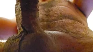 lovely girl takes a cock inside her and moans loudly each time it gets deeper