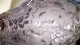 Boobs and hairy pussy show to boyfriend