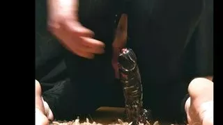 Tijana and Dilldo II