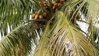 Poolside Princess: Boobs and bush to spare