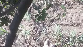 Fat fresh cock of bachelor boy on tree best hindi sex video 720p full hd