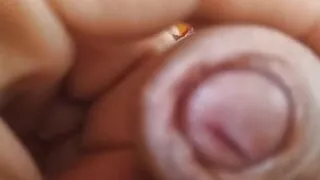 Brushing the cock until completely inflated.