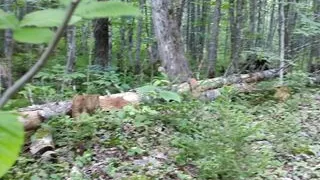 peeing and playing a bit