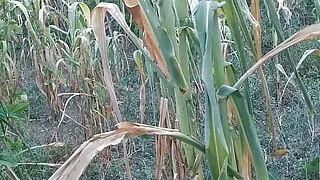 Strong squirt in the cornfield and then a lot of cum coming out of the young man's dick.
