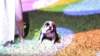 Rebels Of The College - Part 6 - Ultra Bikini Sexy Girls Party By LoveSkySan69