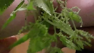 Satisfied with nettles