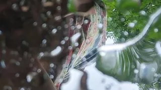 Outside peeing compilation