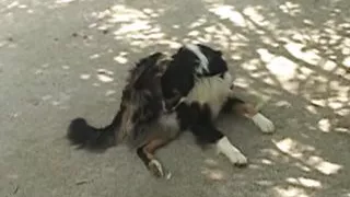 Ordinary Perversions of italian Common People