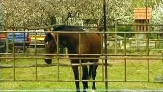 Redhead German slut assfucked in the stable