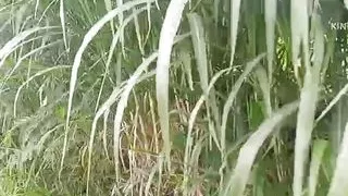 Marathi village Chudai wife very hot today